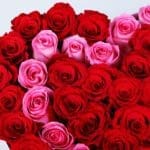 red-pink-roses-heart-box-red-ribbon_04
