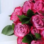 12-pink-roses-blush-dozen-vday_05