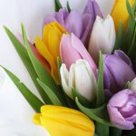 rainbow-bliss-tulip-bouquet_05