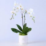 serene-white-orchid-plant_2026