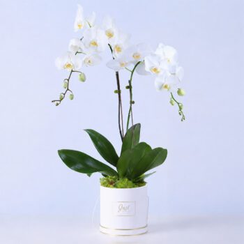 Elegant white Phalaenopsis orchid plant in bloom used as a premium indoor decorative gift plant