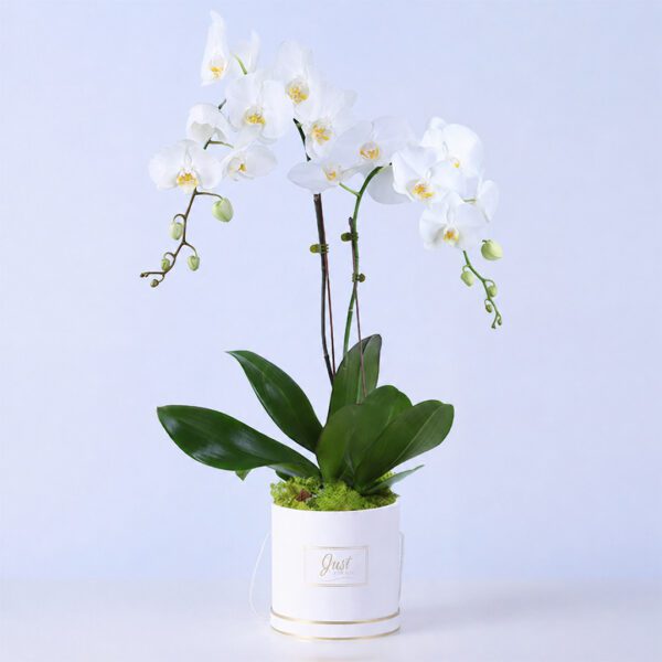 Elegant white Phalaenopsis orchid plant in bloom used as a premium indoor decorative gift plant