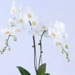 serene-white-orchid-plant_2026_02