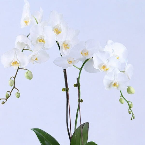serene-white-orchid-plant_2026_02