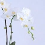 serene-white-orchid-plant_2026_03