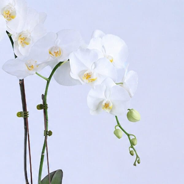 serene-white-orchid-plant_2026_03
