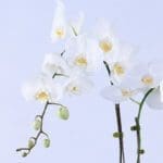 serene-white-orchid-plant_2026_04