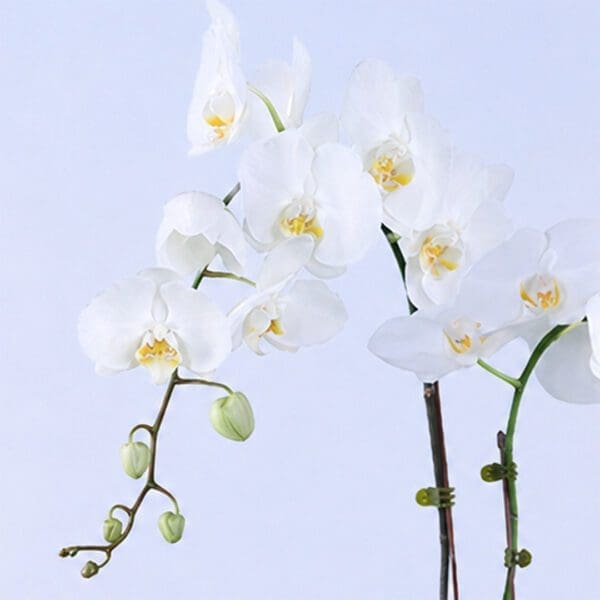 serene-white-orchid-plant_2026_04