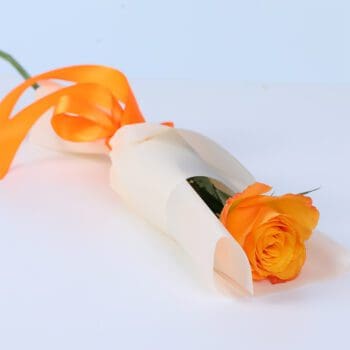 Single orange rose wrapped elegantly as a warm and confident flower gift