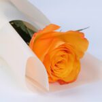 single-golden-glow-orange-rose-single-stem_03