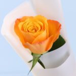 single-golden-glow-orange-rose-single-stem_04