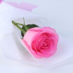 single-pink-revival-rose-bouquet_2026_03