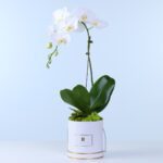white-phalaenopsis-orchid-plant