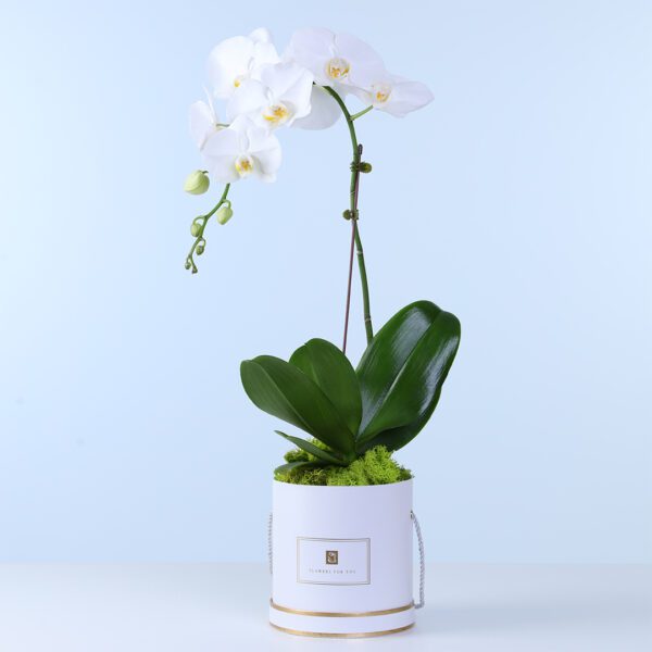 white-phalaenopsis-orchid-plant Elegant white Phalaenopsis orchid plant in bloom used as a premium indoor decorative gift plant