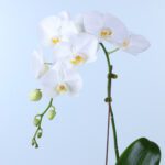 white-phalaenopsis-orchid-plant_02