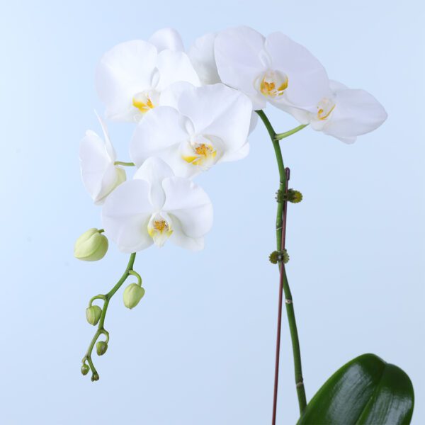 white-phalaenopsis-orchid-plant_02