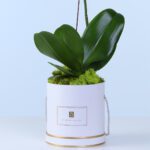 white-phalaenopsis-orchid-plant_03