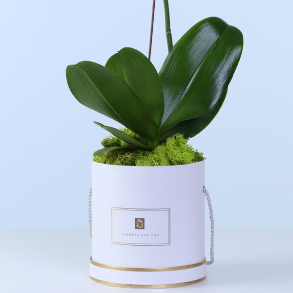 white-phalaenopsis-orchid-plant_03