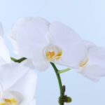 white-phalaenopsis-orchid-plant_04