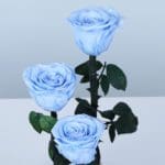 signature-light-blue-rose-trio_05