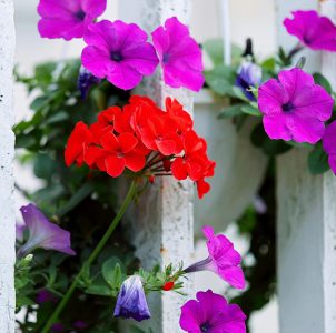 Geraniums hese are Geraniums, likely Pelargonium hortorum (also known as zonal geraniums or garden geraniums). They feature clusters of bright red, single flowers with characteristic rounded petals and lobed leaves.