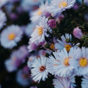 Asters Flowers