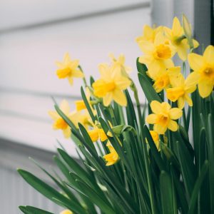 Daffodils Flowers yellow daffodil flowers with darker yellow trumpet-shaped coronas stands against a backdrop of a weathered white wooden wall or siding.