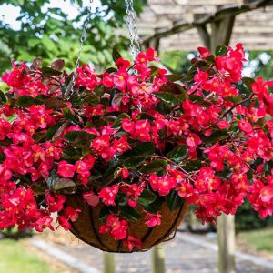 Begonias Flowers A lush hanging basket overflows with vibrant red Begonia Viking Explorer Rose on Green flowers and dark green foliage.