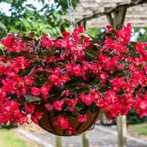 A lush hanging basket overflows with vibrant red Begonia Viking Explorer Rose on Green flowers and dark green foliage.